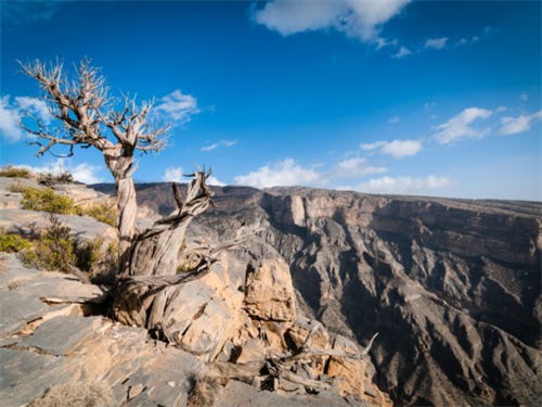 Gnarled ancient tree overlooking the vast canyon of Oman’s Hajar Mountains