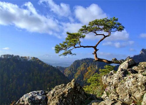 Iconic twisted pine tree overlooking the forested valleys of Bieszczady National Park, Poland